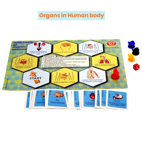 Organs & Organ Systems in Human Body